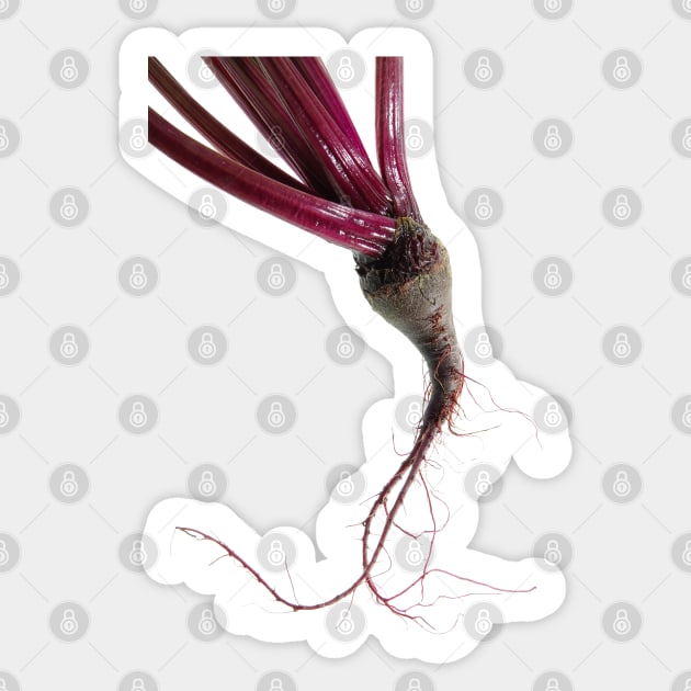 Small freshly harvested beet close-up Sticker by SDym Photography